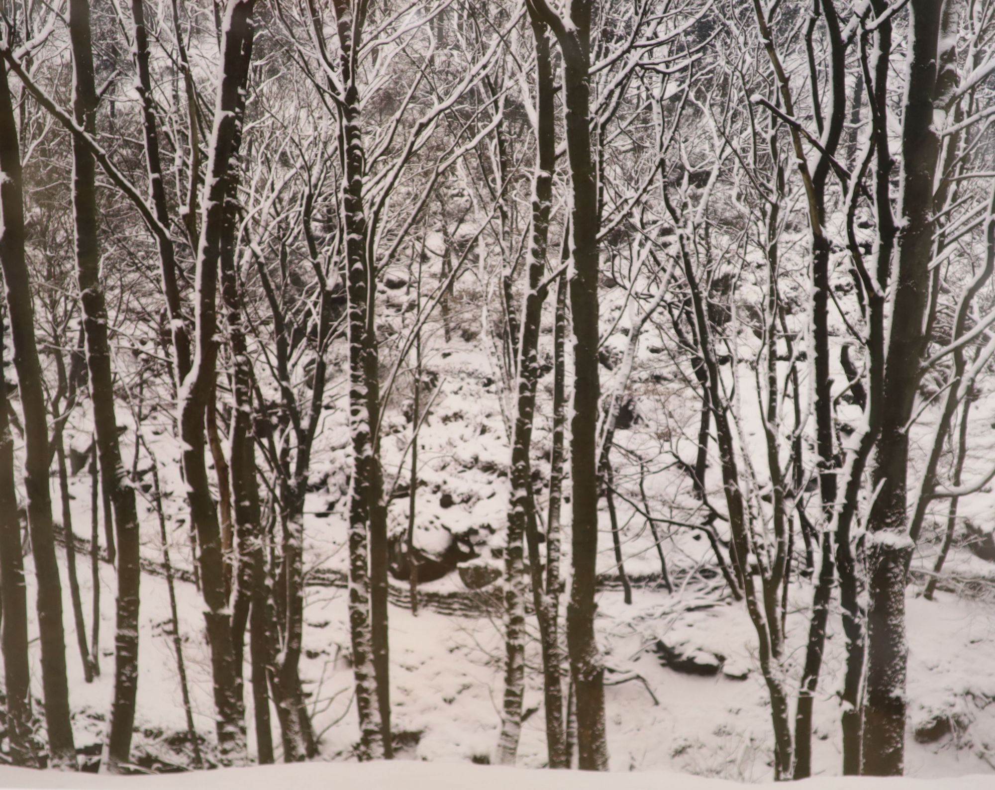 Three assorted near contemporary photographs, Woodland in winter, Coastal scene and Guineys Garage, largest 50 x 76cm